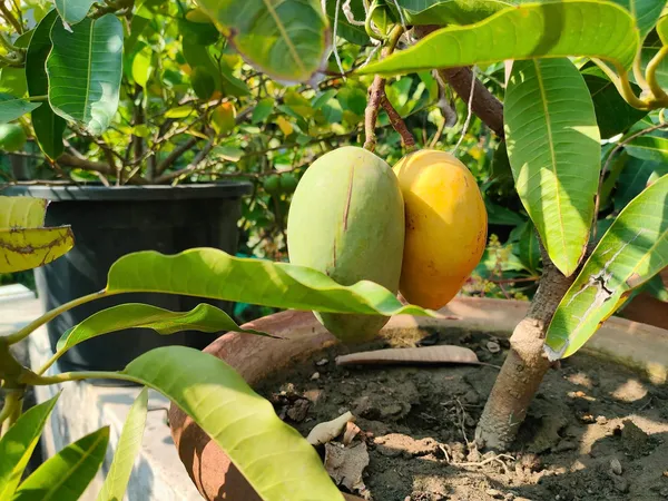 Thai_Catimon_Katimon_Mango_Plant_&_Tree_All_Time_Sweet_Fruit_For_Round_The_Year_Variety_Grafted_Fruit__Plants_&_Tree