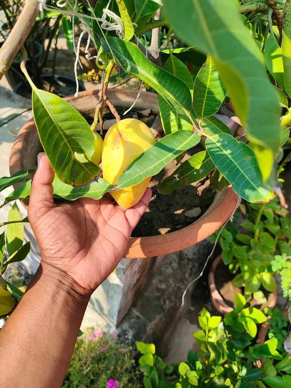 Thai_Catimon_Katimon_Mango_Plant_&_Tree_All_Time_Sweet_Fruit_For_Round_The_Year_Variety_Grafted_Fruit__Plants_&_Tree