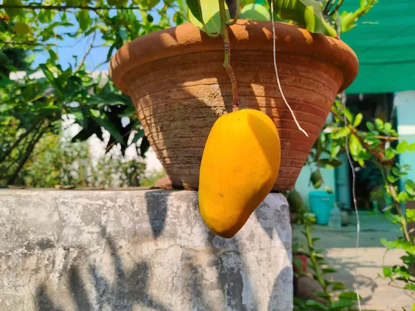 Thai_Catimon_Katimon_Mango_Plant_&_Tree_All_Time_Sweet_Fruit_For_Round_The_Year_Variety_Grafted_Fruit__Plants_&_Tree