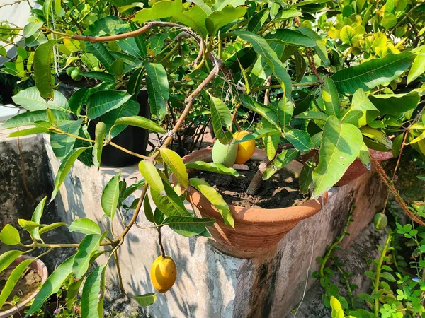 Thai_Catimon_Katimon_Mango_Plant_&_Tree_All_Time_Sweet_Fruit_For_Round_The_Year_Variety_Grafted_Fruit__Plants_&_Tree