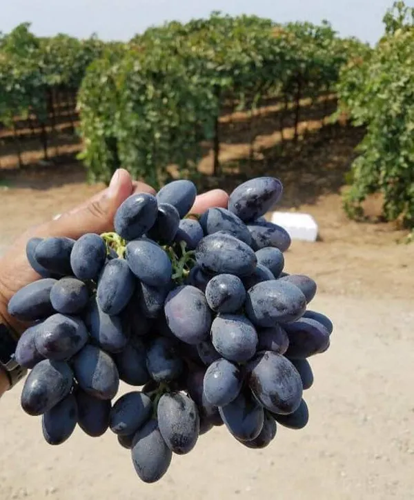 Black_Grapes_Plant_Thai_Verity_Seedless