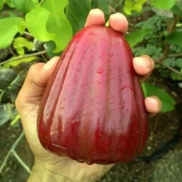 Bali_Chamba_400_Grafted_ive_Plant_&_Tree_Syzygium_Samarangense