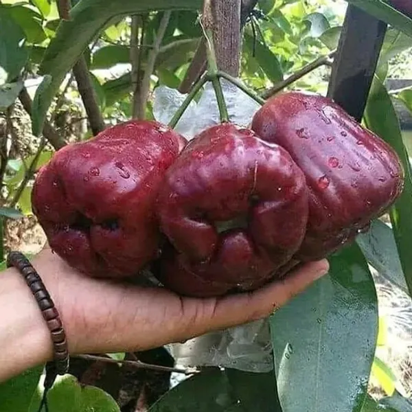 Bali_Chamba_400_Grafted_ive_Plant_&_Tree_Syzygium_Samarangense