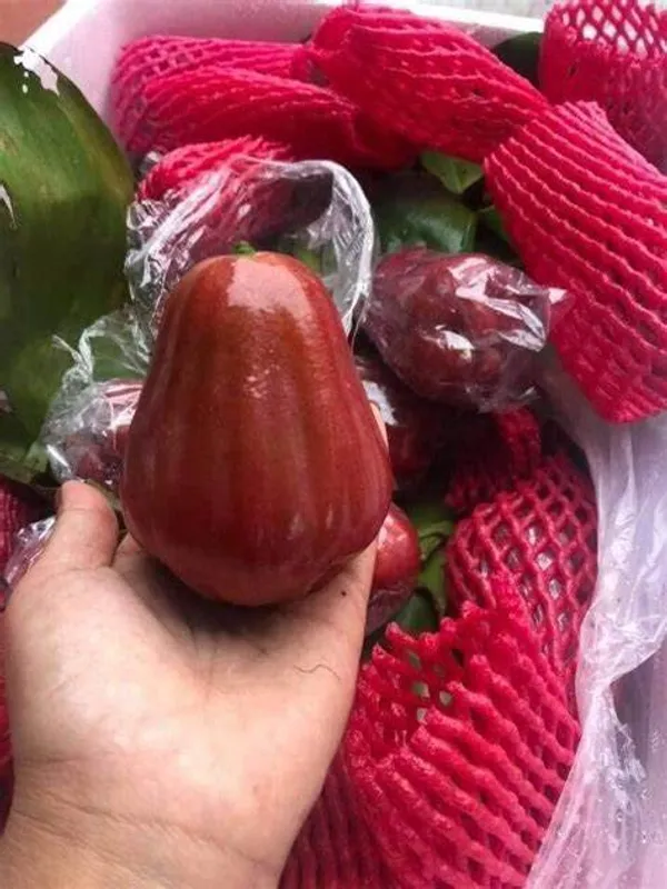 Bali_Chamba_400_Grafted_ive_Plant_&_Tree_Syzygium_Samarangense
