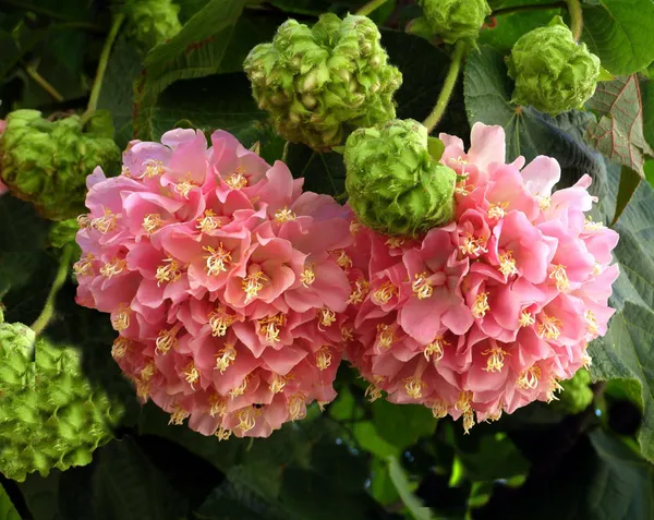 Dombeya_Pink_Flower_Plant
