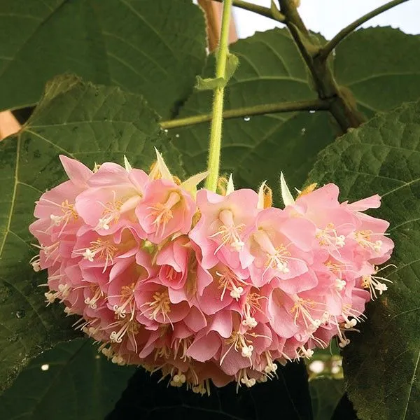 Dombeya_Pink_Flower_Plant