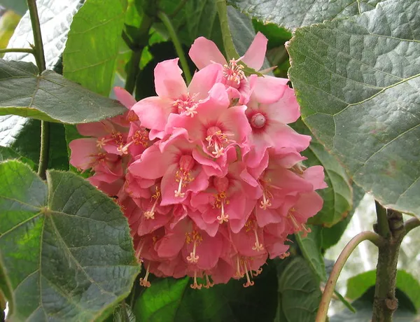 Dombeya_Pink_Flower_Plant