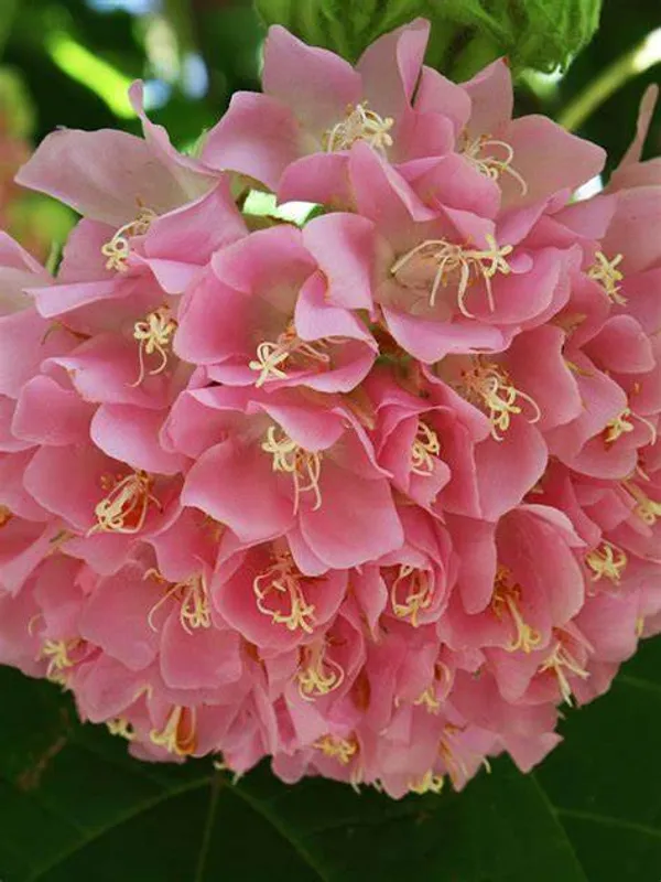 Dombeya_Pink_Flower_Plant