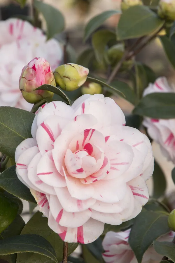 Camellia_Grafted_lower_Plant