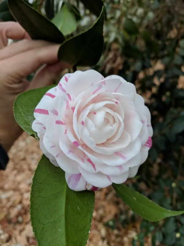 Camellia_Grafted_lower_Plant
