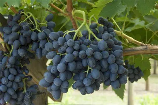 Blue_Grapes_Fruit_Plant_Hybrid