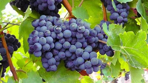 Blue_Grapes_Fruit_Plant_Hybrid