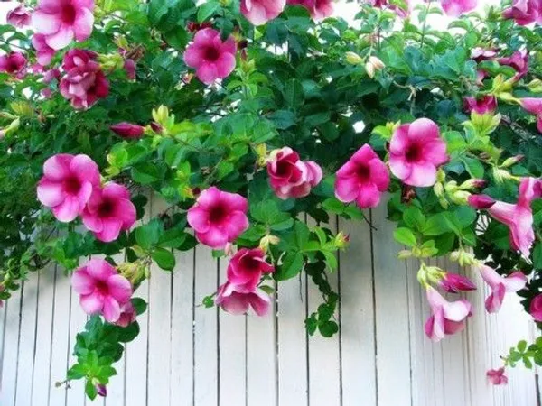 Bush_Gray_Allamanda_Flowering_Shrubs
