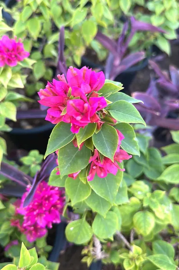 Pixie_Queen_Bougainvillea_Grafted_lowering_Plant_Hybrid