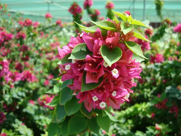 Pixie_Queen_Bougainvillea_Grafted_lowering_Plant_Hybrid