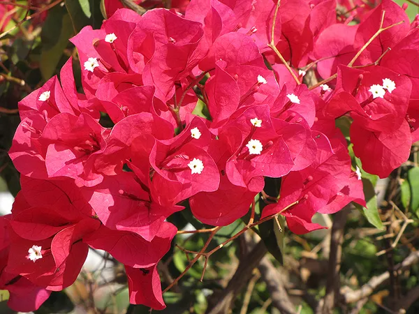 Magic_Red_Thoka_Grafted_Bougainvillea_1.5-3.5_Ft_Flowering_Hybrid_Plant