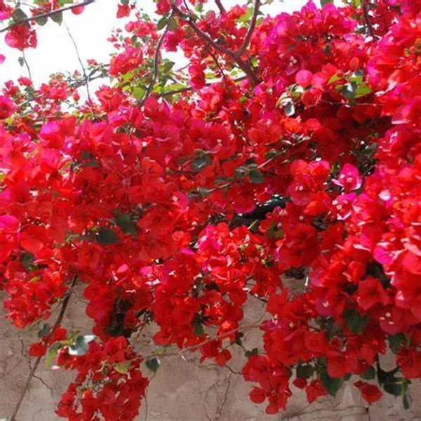 Magic_Red_Thoka_Grafted_Bougainvillea_1.5-3.5_Ft_Flowering_Hybrid_Plant