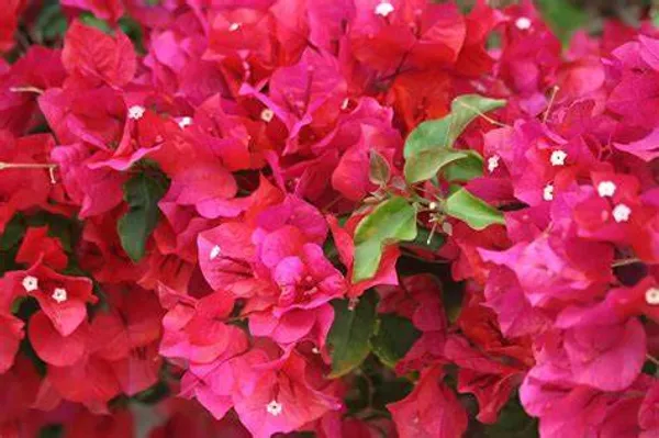 Magic_Red_Thoka_Grafted_Bougainvillea_1.5-3.5_Ft_Flowering_Hybrid_Plant
