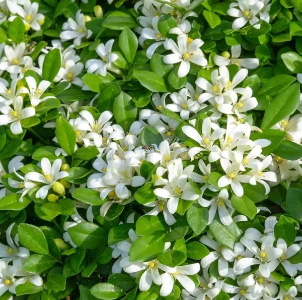 Table_Kamani_Flower_Plant
