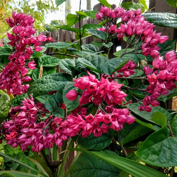 Bleeding_Heart_Grafted_ine_Red_1.5-3.5_Ft_Creepers_&_Climbers_Plant