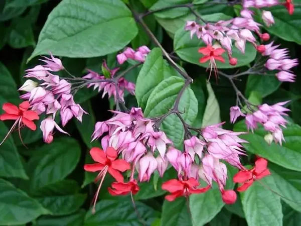 Bleeding_Heart_Grafted_ine_Red_1.5-3.5_Ft_Creepers_&_Climbers_Plant