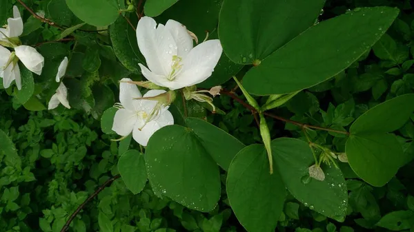 Bauhinia_Dwarf__White-_Flowering_Shrubs_1.5-3.5_Ft_Hybrid_Plant