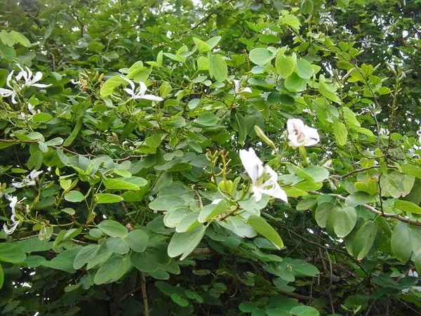 Bauhinia_Dwarf__White-_Flowering_Shrubs_1.5-3.5_Ft_Hybrid_Plant