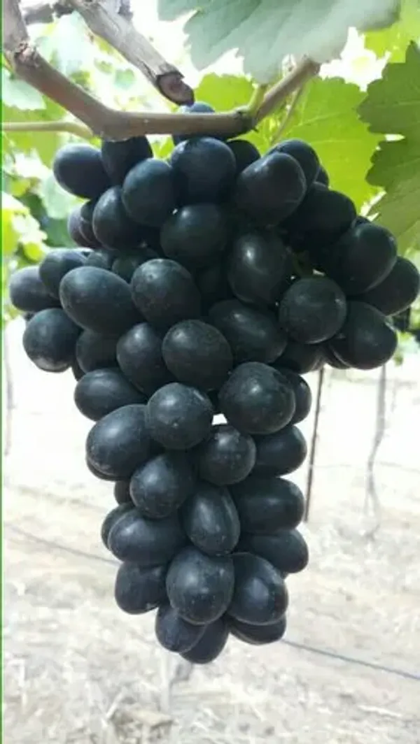Thai_Black_Grapes_Fruit_Plant