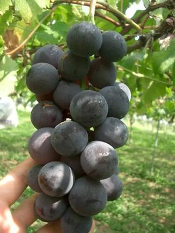 Thai_Black_Grapes_Fruit_Plant
