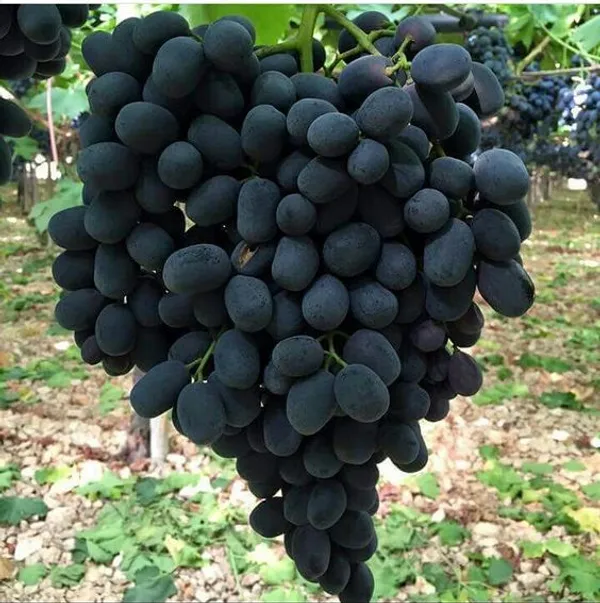 Thai_Black_Grapes_Fruit_Plant
