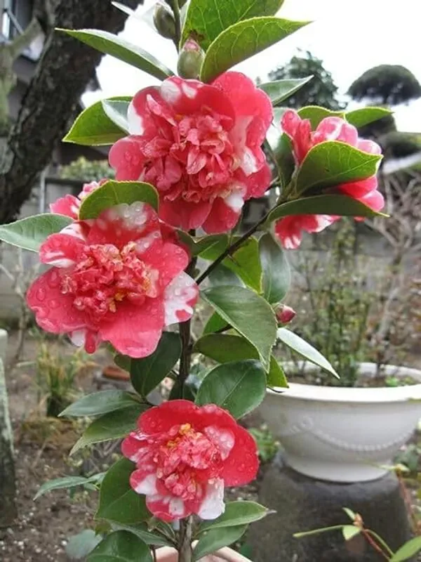 camellia_flower_plant,Gardens_Outdoors_flower_plant,Very_Beautiful,Redy_To_Blooming_Camellia_Japonica_Kamiliya_(Queen_of_Winter)_Tree_1.5-3.5_Ft
