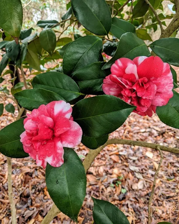 camellia_flower_plant,Gardens_Outdoors_flower_plant,Very_Beautiful,Redy_To_Blooming_Camellia_Japonica_Kamiliya_(Queen_of_Winter)_Tree_1.5-3.5_Ft