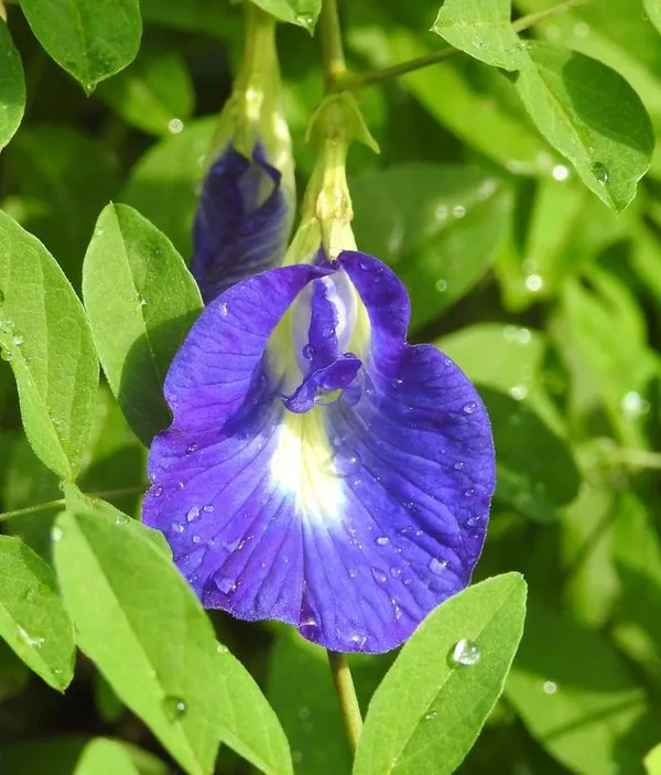 Aparajita_Blue_1.5-3.5_Ft_Flowering_Grafted_lant