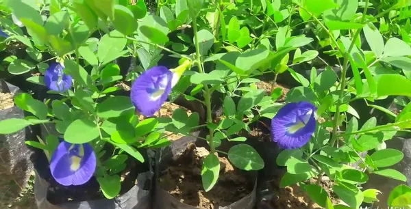 Aparajita_Blue_1.5-3.5_Ft_Flowering_Grafted_lant