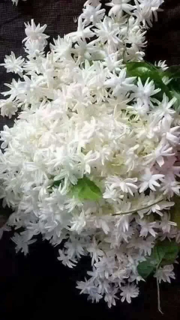 Angel_Wing_Jasmine_Creepers_&_Climbers_1.5-3.5_Ft_Hybrid_Plant