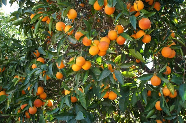 Blood_Orange_Grafted_weet_Fruit_Hybrid_Plant_1.5-3.5_Ft