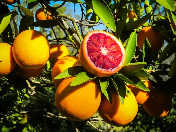 Blood_Orange_Grafted_weet_Fruit_Hybrid_Plant_1.5-3.5_Ft