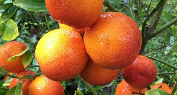 Blood_Orange_Grafted_weet_Fruit_Hybrid_Plant_1.5-3.5_Ft