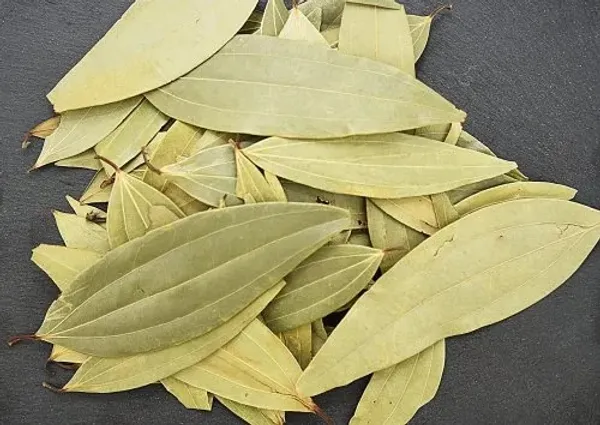 Tej_Patta|Bay_Leaf|Cassia_Leaf_Plant
