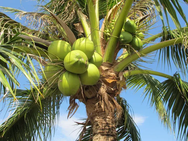Indian_Hybrid_Coconut_Plant