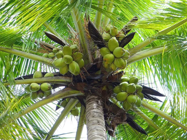 Indian_Hybrid_Coconut_Plant