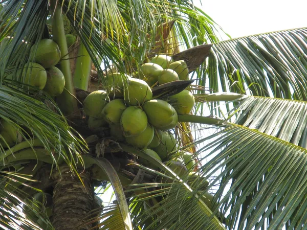 Indian_Hybrid_Coconut_Plant