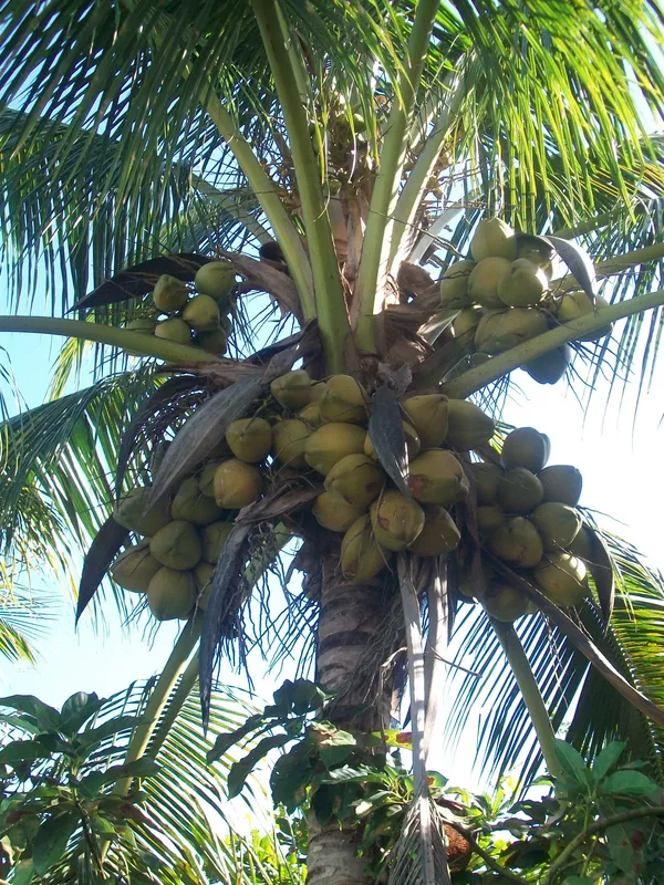 Indian_Hybrid_Coconut_Plant