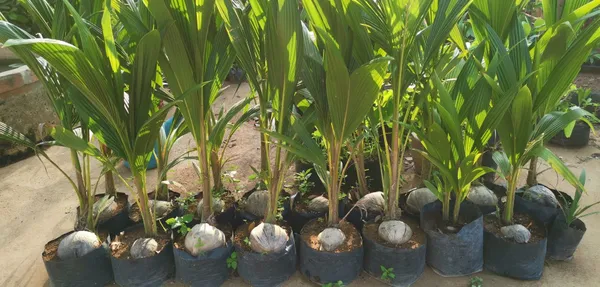 Indian_Hybrid_Coconut_Plant