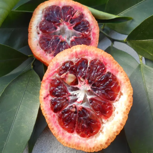 Orange_Amoa_8_Grafted_ybrid_Fruit_Plant