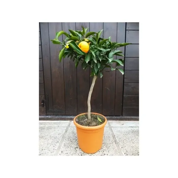 Orange_Amoa_8_Grafted_ybrid_Fruit_Plant