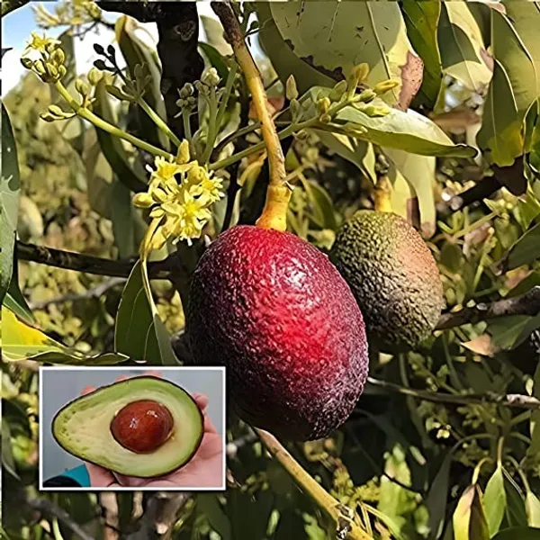 Avocado_Miami_Red_Variety_Butter_Fruit_Grafted_ive_Plants_&_Tree1.5-2_Ft_Size