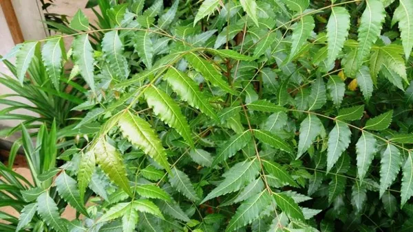 Neem_Plant_Azadirachta_Indica_Plant