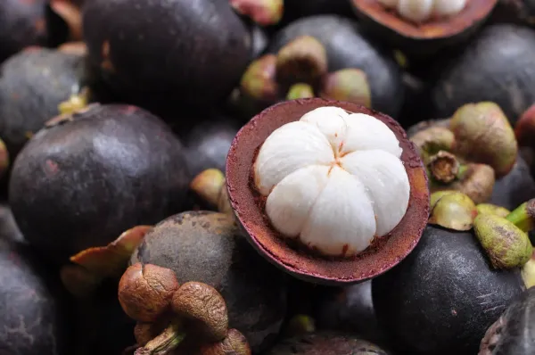 Mangosteen_Fruit_Plant
