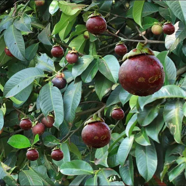 Mangosteen_Fruit_Plant